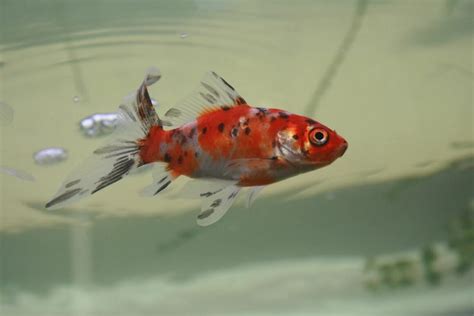 Shubunkin Goldfish 101: Care, Size, Lifespan & .
